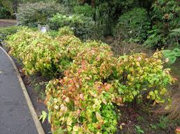 We did not find results for: Plant Collector The Good And The Bad Of Nandina Tikorangi The Jury Garden