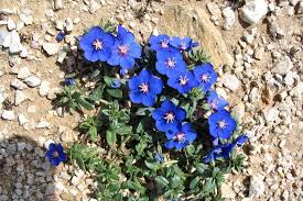 Image result for Anagallis pumila