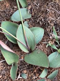 Image result for Eriospermum mackenii