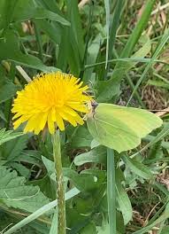 Image result for Taraxacum sp.