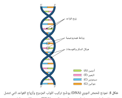 صورة الأحماض النووية