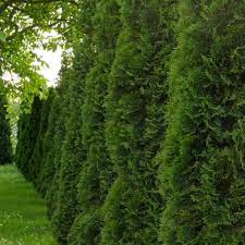 Trees are uniform in shape and require no trimming. Green Giant Arborvitae Naturehills Com