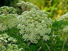 Image result for Macledium sessiliflorum