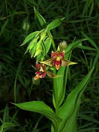 Image result for Epipactis
