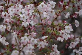 刘姥姥的孙女儿| 学文集