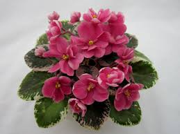 Фергюсон станет очевидцем финала ле с участием «манчестер юнайтед». Le Avgustina Kollekciya Oksany Kucheryavyh