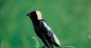 Image result for Oncocalyx bolusii