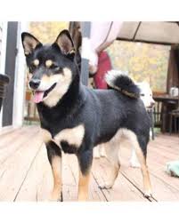 Black And Tan Shiba Inu Female Sighting Only Is This Your Dog Minneapolis Shiba Inu Female Date Sighting 04 15 2019 Breed Of Dog Shiba Inu G Losing A Dog Dogs Dog Ages