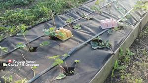 во саду ли в огороде юлия миняева посадка чеснока Vo Sadu Li V Ogorode Video S Yuliej Minyaevoj Zagotovki Na Zimu Prakard