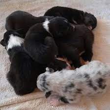 Puppies Maine Australian Shepherds Aussie Breeders New England Colorado 970 901 5105