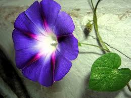 Juline On Twitter Morning Glory Flowers September Birth Flower Flowers Nature
