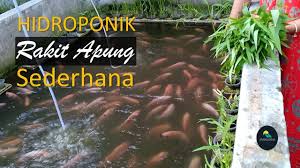 Panen Kangkung Hidroponik Sistem Rakit Apung Sederhana Diatas Kolam Ikan Nila Youtube