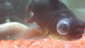How To Identify Treat And Prevent Popeye My Aquarium Club