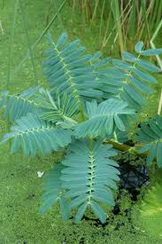 Image result for Aeschynomene fluitans