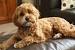 Cavoodle Full Grown