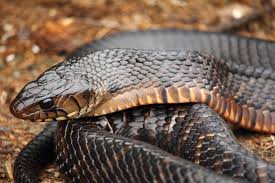 Image result for Indigofera subcorymbosa