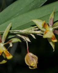 Image result for Schizochilus lepidus