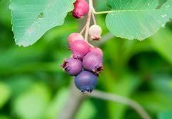 Image result for indiánská borůvka obrázek