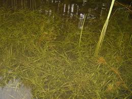 Image result for Heteranthera