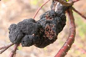 Identifying Black Knot Fungus Keil Tree Experts Inc