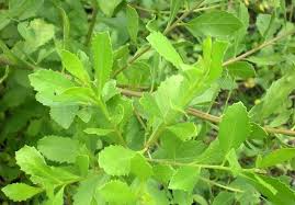 Yuk Hilangkan Bau Badan Dengan Memanfaatkan Daun Ini Tanaman Semak Penghilang Bau Badan Tanaman
