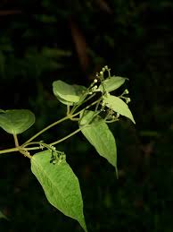 Image result for Icacinaceae