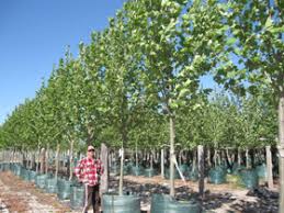 Come and explore our massive range of. Tree Nursery Western Australia Mature Trees Advanced Trees Perth