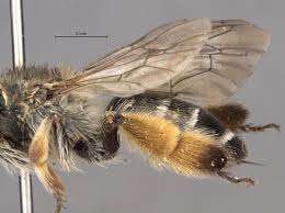 Image result for Corycium dracomontanum