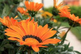 We did not find results for: Come Coltivare La Gazania Rose In The Wind
