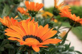 I fiori arancioni sono un pensiero floreale semplice e allegro da inviare ad una persona frizzante e positiva nel ma il bouquet di fiori arancioni può essere anche un'idea simpatica per rallegrare la giornata di un'amica speciale o magari farle l'in bocca al lupo. Come Coltivare La Gazania Rose In The Wind