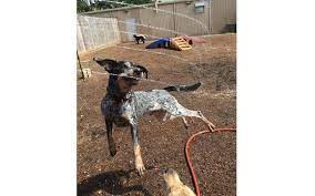Hot paws pet resort offers pet grooming, pet boarding and pet day care services for your all your pets. Paws Pet Resort Houston Tx Alignable