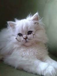 Pin De Peceli Doktor Em Chat Gatinhos Fofos Bichinhos Fofos Animais Bebes
