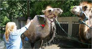 The bronx zoo has been offering camel rides for half a century. Proper Care Of Camel Hair One Hump Or Two The New York Times