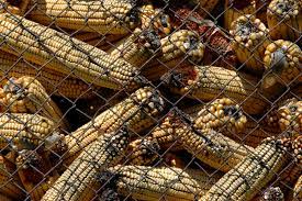 Differential potency of aflatoxin among species can be partially attributed to differences in metabolism; Neues Mittel Gegen Schimmelpilzgift Zitroneneukalyptus Extrakte Bekampfen Aflatoxine Pflanzenforschung De