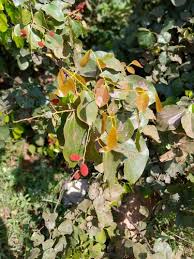 Image result for Agelaea pentagyna