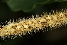 Image result for Combretum padoides