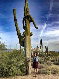 Harming a saguaro cactus in any manner is illegal in arizona, and during construction projects, special precautions must be taken to move every. Saguaro Cactus In Arizona Beauty Can Be Found In The Desert Visit My Blog Aimeerene Wordpress Com Saguaro Cactus Saguaro About Me Blog