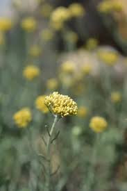 Image result for Helichrysum argyranthum