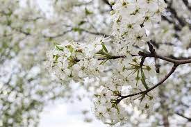 Free for commercial use no attribution required high quality images. Sister Style In Full Bloom A Beautiful Mess