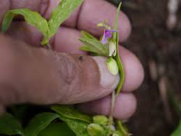Image result for Polygala persicariifolia