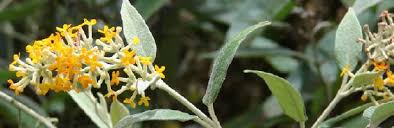Image result for Buddleja madagascariensis