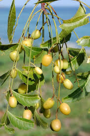 Image result for Azadirachta