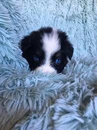 Our australian shepherd puppies are born and raised in our house. Little Paws On The Prairie Home Facebook