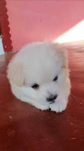 He is a wonderful companion. Batti Farm Pomeranian Puppies For Sale Batticaloa Facebook