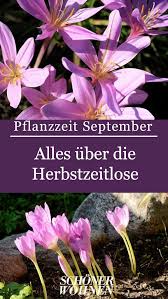 Dazzling silver variegated foliage and silver variegated flower heads. Herbstzeitlose Pflanzen Blutezeit Giftig Herbstzeitlose Pflanzen Pflanzen Pflege