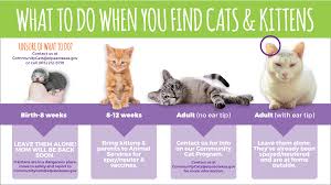 The following recommendations does not take the place of veterinary care but may help in the interim. Save The Kittens El Paso Animal Services