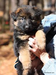 How we raise our german shepherd puppies. Beautiful 6 Week Old Long Stock Female Daughter Of Va Ballack Von Der Brucknerallee Available To Show German Shepherd Puppies German Shepherd Dogs Gsd Puppies