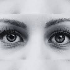 Image result for Anisocycla