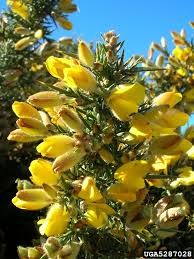 Image result for Ulex