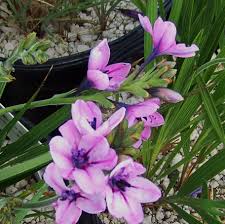 Image result for Babiana